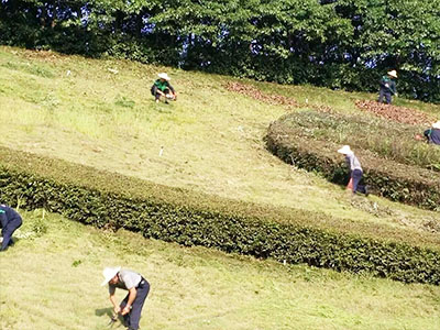 市政绿化除杂、修剪