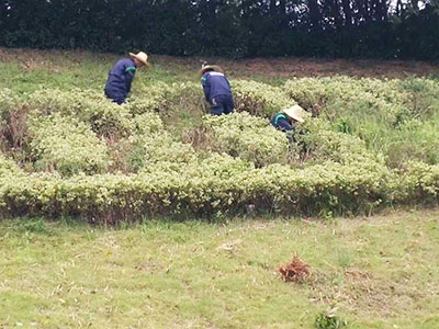市政绿化除杂、修剪