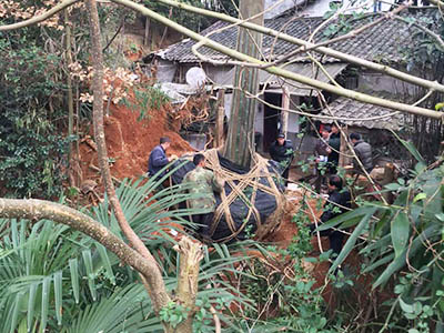 大树移植案例1