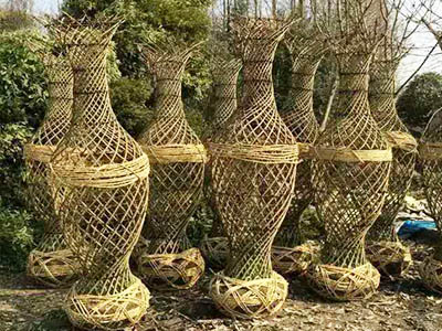 大树移植案例2