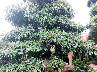 造型树6