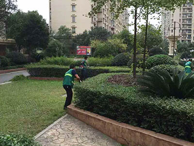 小区绿篱修剪