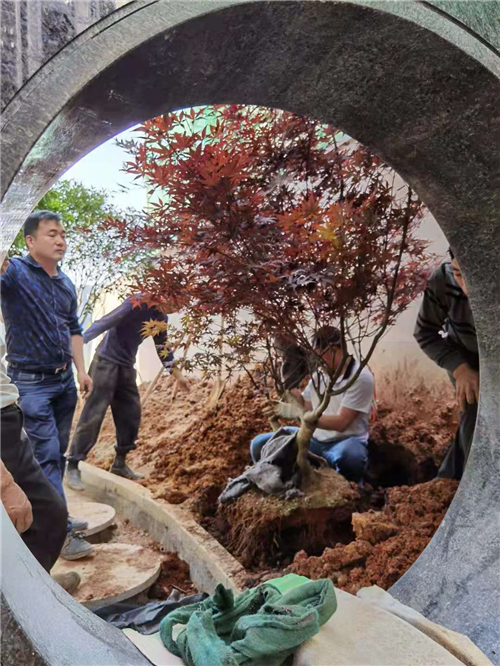 园林修剪